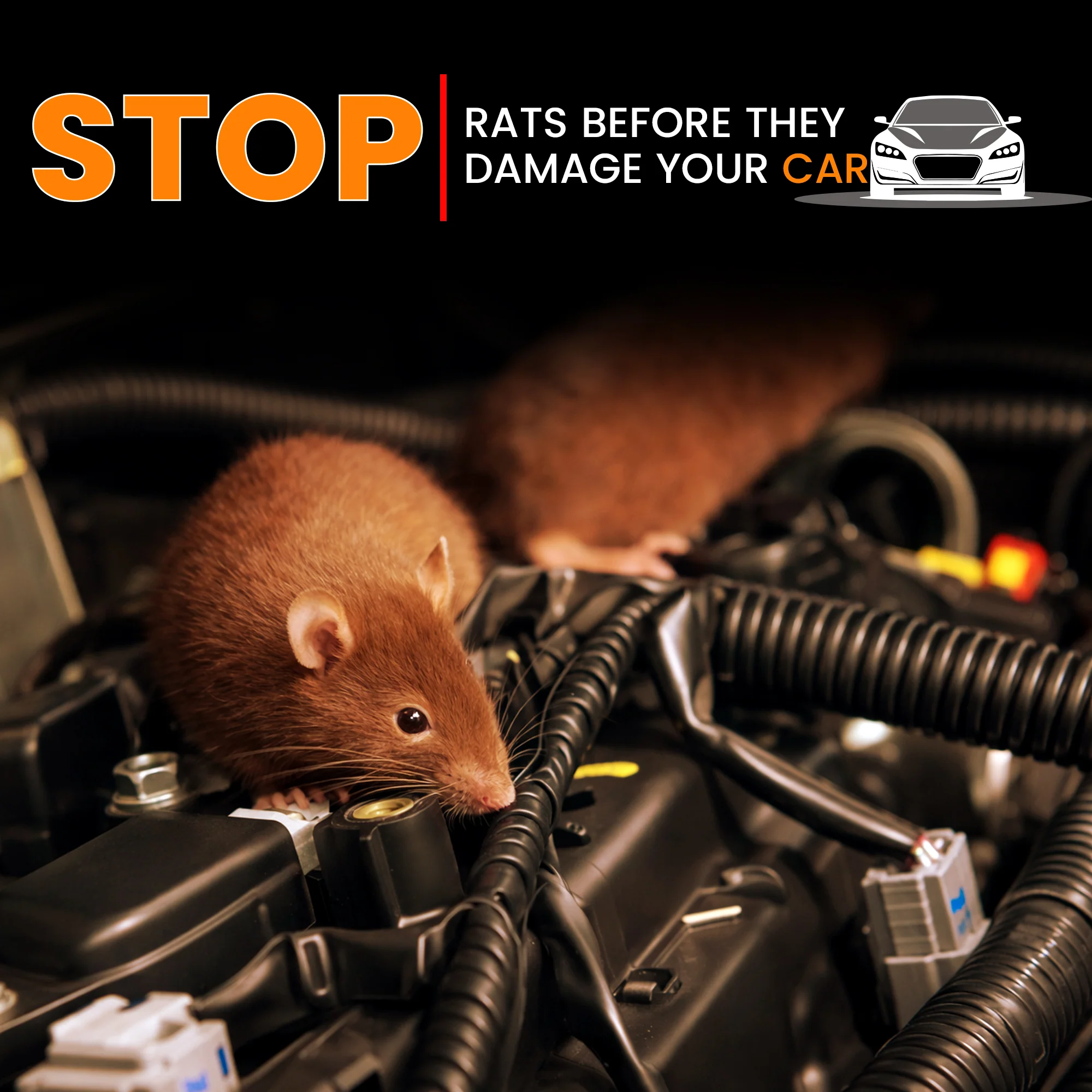 GRAND PITSTOP Rat Repellent Spray for Cars 200 ml | Non-Toxic Rodent Repeller for Car Engine Bay & Interior | Long-Lasting Protection | Easy Spray Application - Image 6